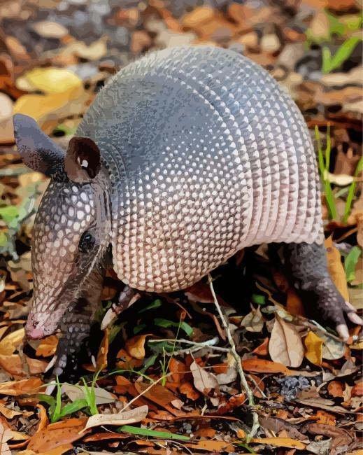 Armadillo Animals Painting By Numberss.png