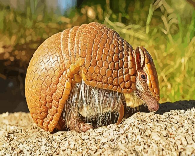 Armadillo In The Desert Painting By Numberss.png