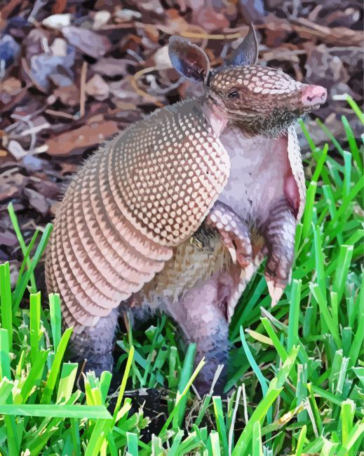 Armadillo Painting By Numberss.png