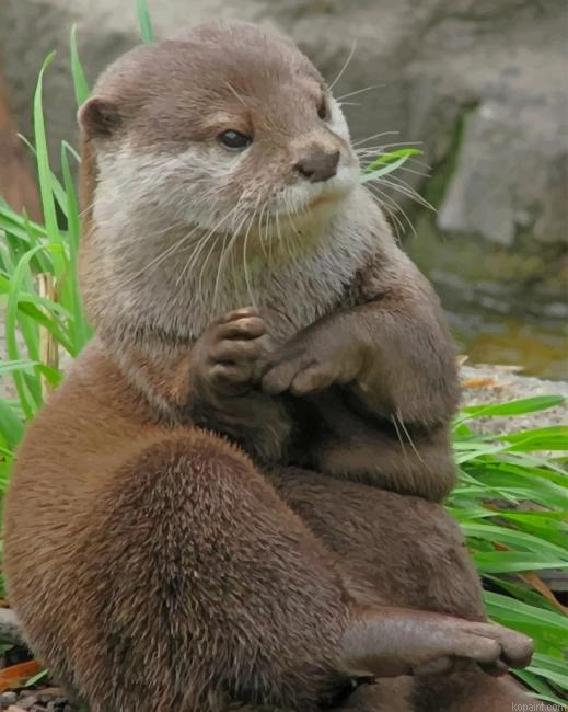 Asian Small Otter Painting By Numberss.png