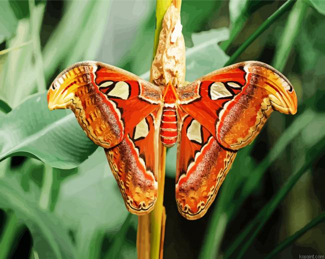 Atlas Moth Butterfly Painting By Numberss.png