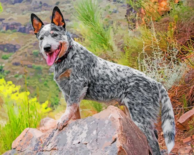 Australian Cattle Dog Painting By Numberss.png