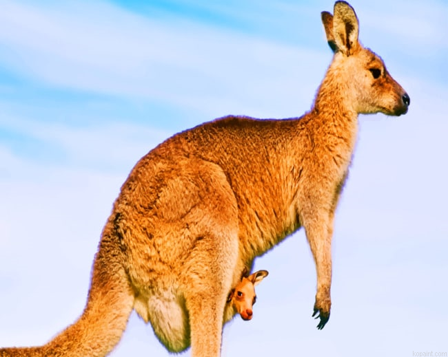 Australian Kangaroo Species Painting By Numberss.png