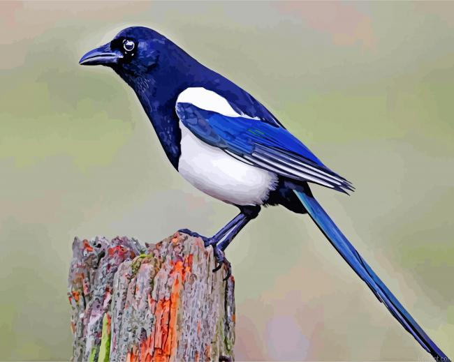 Australian Magpie Painting By Numberss.png