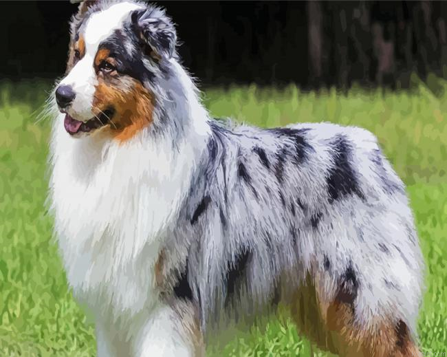 Australian Shepherd Card Small Painting By Numberss.png