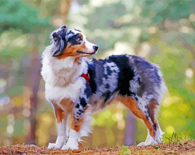 Australian Shepherd Dog Animal Painting By Numberss.png