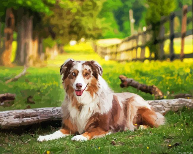 Australian Shepherd Dog Painting By Numberss.png