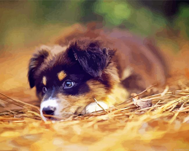 Australian Shepherd Puppy Painting By Numberss.png
