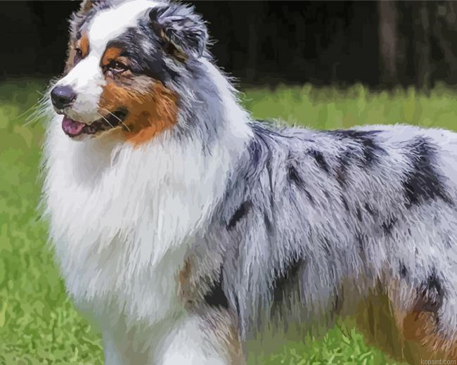 Australian Shepherd Puupy Painting By Numberss.png