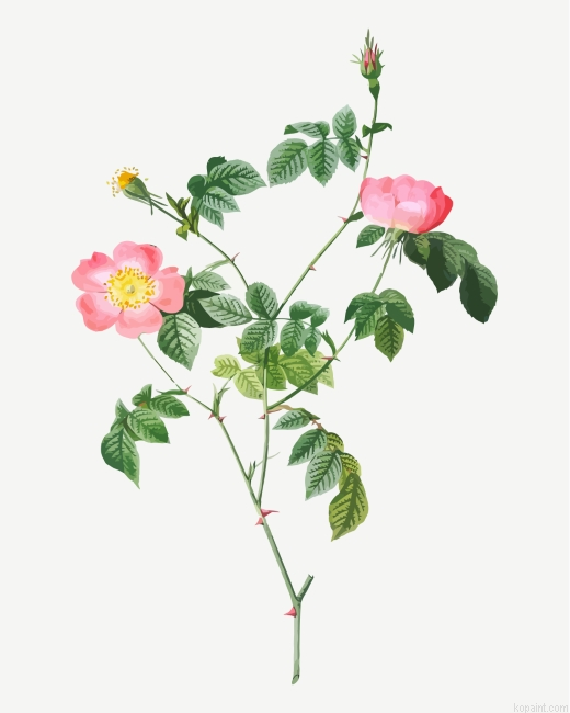 Austrian Briar Flowers Painting By Numberss.png