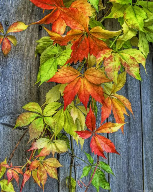 Autumn Leaves New Painting By Numberss.png