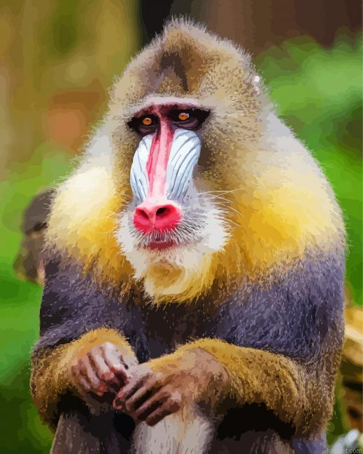 Baboon Monkey Paint By Numbers