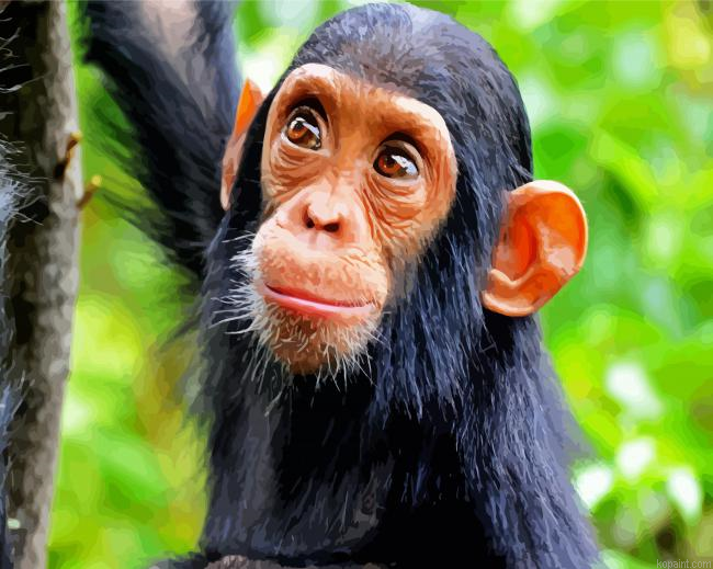 Baby Chimpanzee Paint By Numbers