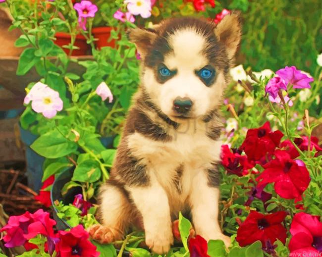 Baby Dog Face Flowers Painting By Numberss.png