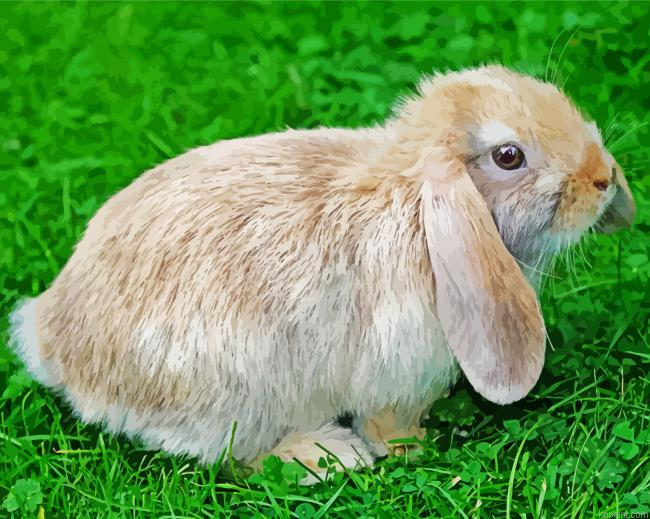 Baby Floppy Bunny Painting By Numberss.png
