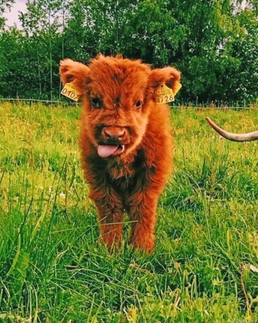 Baby Highland Cow Painting By Numberss.png
