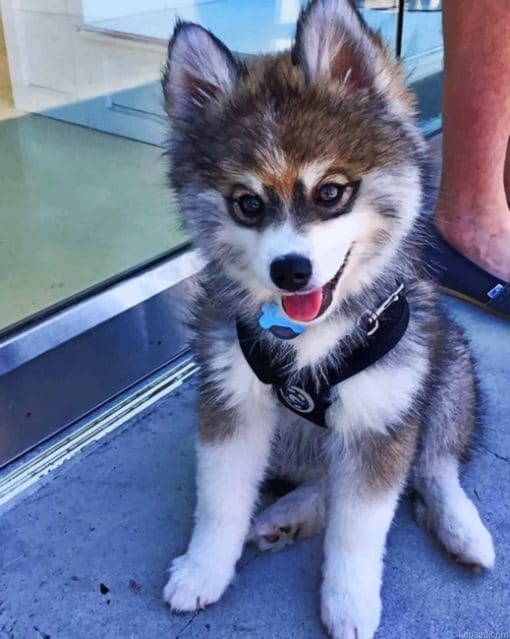 Baby Husky Painting By Numberss.png