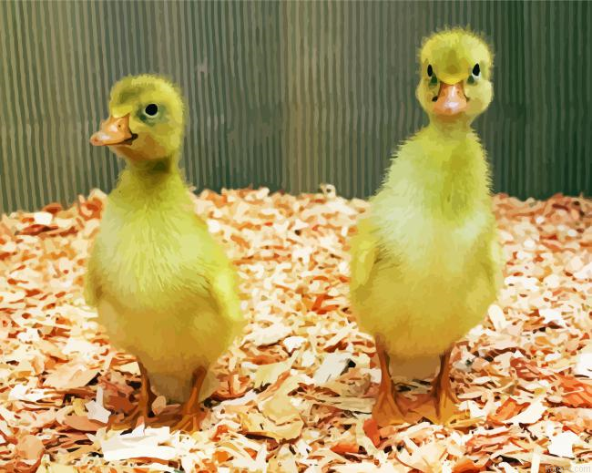 Baby Indian Runner Ducks Painting By Numberss.png
