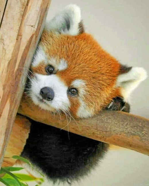Baby Red Panda Painting By Numberss.png