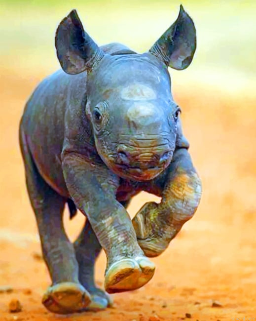 Baby Rhinoceros Paint By Numbers