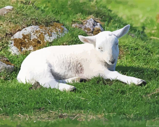 Baby Sheep Painting By Numberss.png