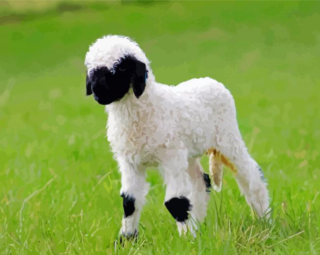 Baby Sheep Valais Blacknose Painting By Numberss.png