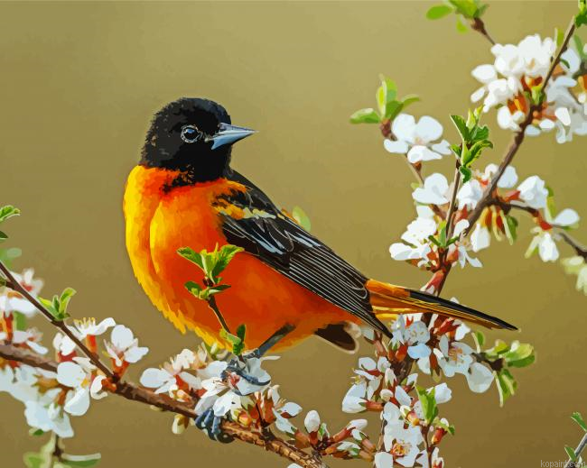 Baltimore Oriole On Tree Painting By Numberss.png
