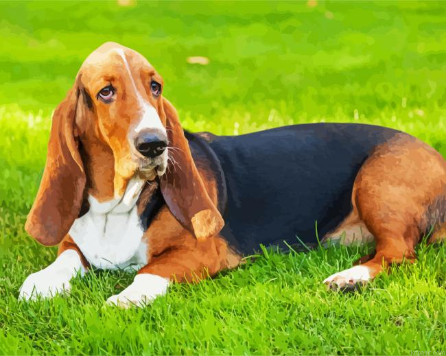 Basset Hounds Dog Painting By Numberss.png