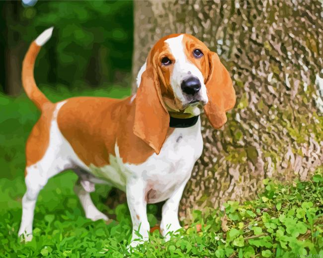 Basset Hounds Puppy Painting By Numberss.png