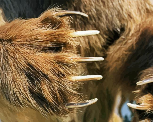 Bear Claws Paint By Numbers