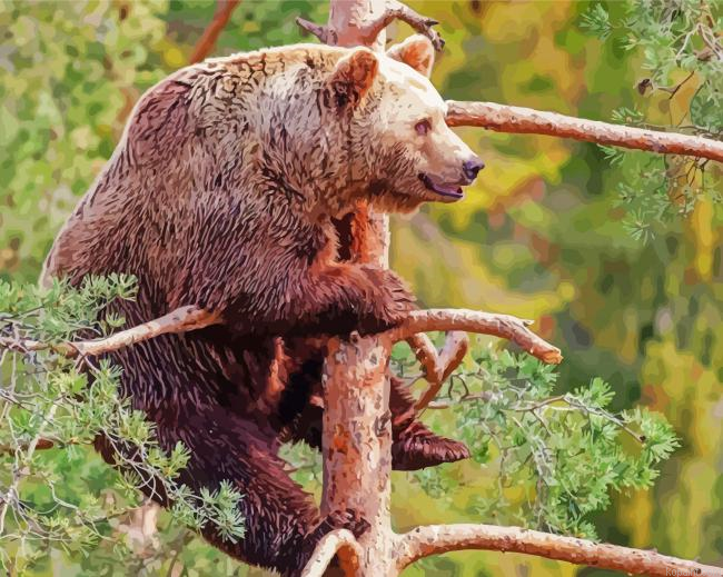 Bear On Tree Painting By Numberss.png