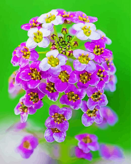 Beautiful Alyssum Painting By Numberss.png