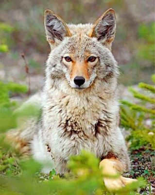 Beautiful Coyote Painting By Numberss.png