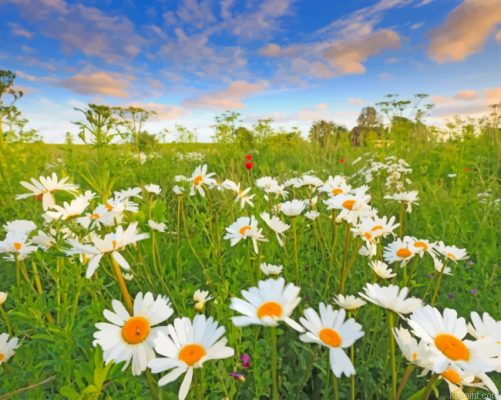 Beautiful Daisies Painting By Numberss.png
