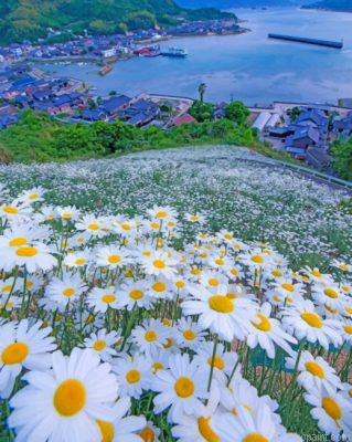 Beautiful Daisy Field Painting By Numberss.png