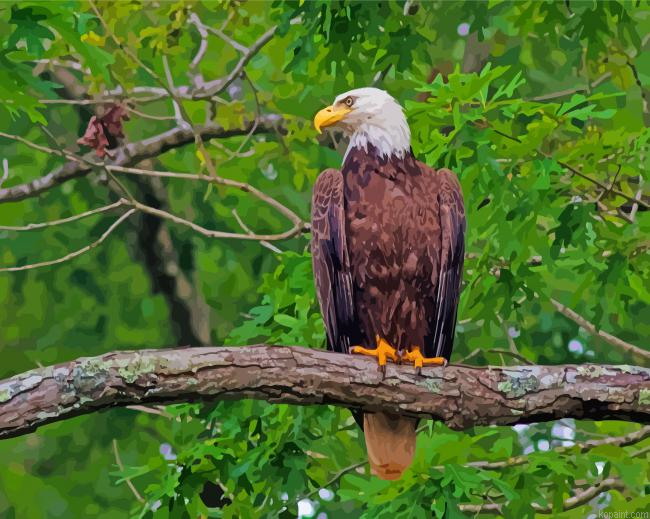Beautiful Eagle On A Branch Painting By Numberss.png