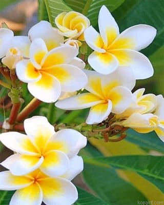 Beautiful Orchid Flower New Painting By Numberss.png