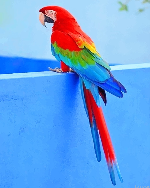 Beautiful Parrot New Painting By Numberss.png