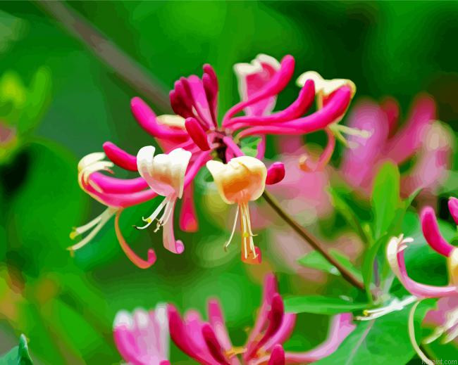 Beautiful Pink Honeysuckle Paint By Numbers