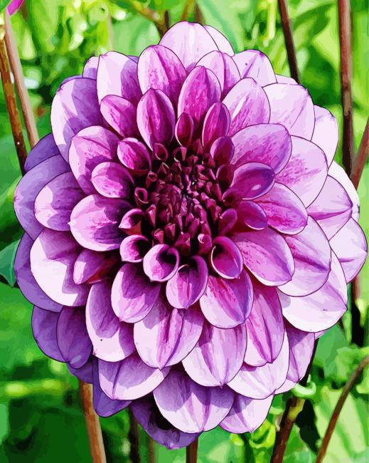 Beautiful Purple Dahlia Painting By Numberss.png