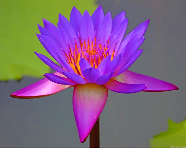 Beautiful Purple Lotus New Painting By Numberss.png
