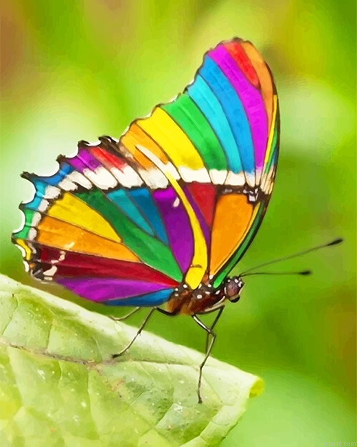 Beautiful Rainbow Butterfly New Painting By Numberss.png