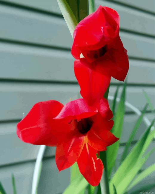 Beautiful Red Gladiola Paint By Numbers