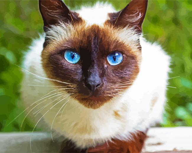 Beautiful Siamese Cat Painting By Numberss.png