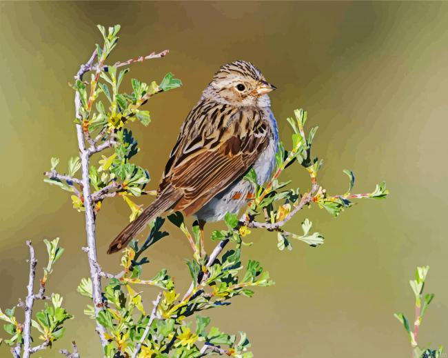 Beautiful Sparrow Bird Paint By Numbers.png