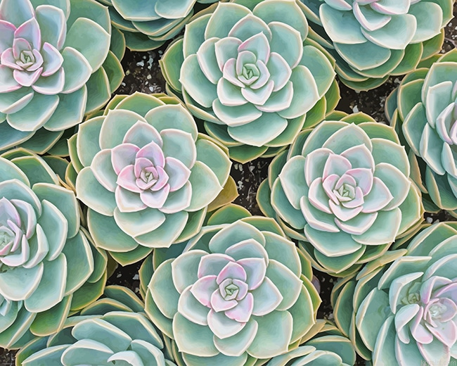 Beautiful Succulents New Painting By Numberss.png