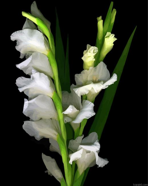 Beautiful White Gladiola Painting By Numberss.png