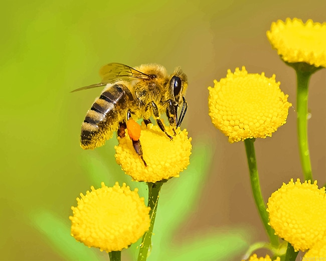 Bee On Yellow Flower New Painting By Numberss.png
