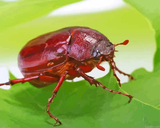 Beetle Bug Painting By Numberss.png