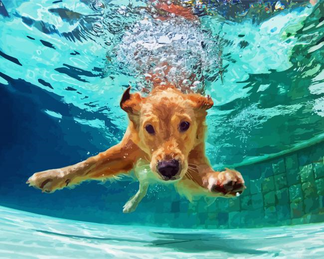 Beige Dog In Pool Painting By Numberss.png